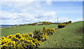 NO0920 : Gorse bushes west of Mailer Hill by Trevor Littlewood