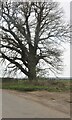 Tree by Walkern Road, Benington