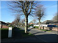 Pollarded trees, The Grove, Doncaster