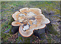 Natural Marquetry on a Tree Stump