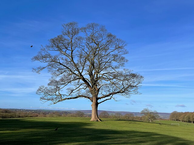 Solitary sycamore tree