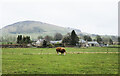 Bull in field with Parkhead Farm