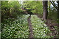 Footpath through wild garlic