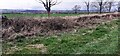 Verge, dry stone wall, and fields on west side of Inglewood Road