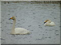 ND2954 : Whooper Swans by David Bremner