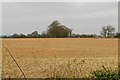 Farmland by Claygate Rd