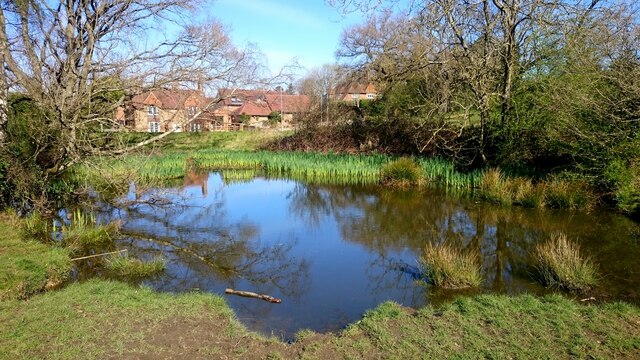 Darvells Pond, Chorleywood Common