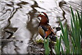 Mandarin Duck drake (Aix galericulata), Beauchief, Sheffield