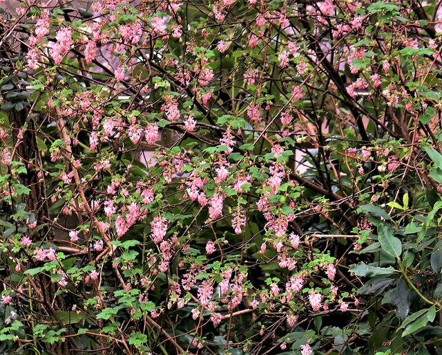 Flowering currant in a hedge, Glendale, Churchland Lane