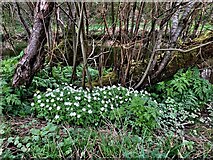 H4772 : Wood anemones, Mullaghmore by Kenneth  Allen