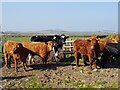 SM7424 : Cattle at Porthclais Farm, near St David's by Jeff Gogarty
