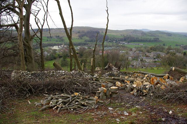 Fallen trees, Langcliffe