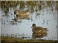 Wigeon and Teal