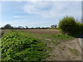 Sown field with track beside