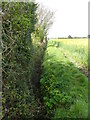 Ditch between hedge and rape crop