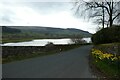 Daffodils near Gouthwaite