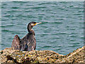 Cormorant (Phalacrocorax carbo) at Mevagissey Harbour