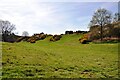 Gorse bushes in flower