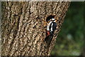 Great Spotted Woodpecker (Dendrocopos major), Chancet Wood, Sheffield