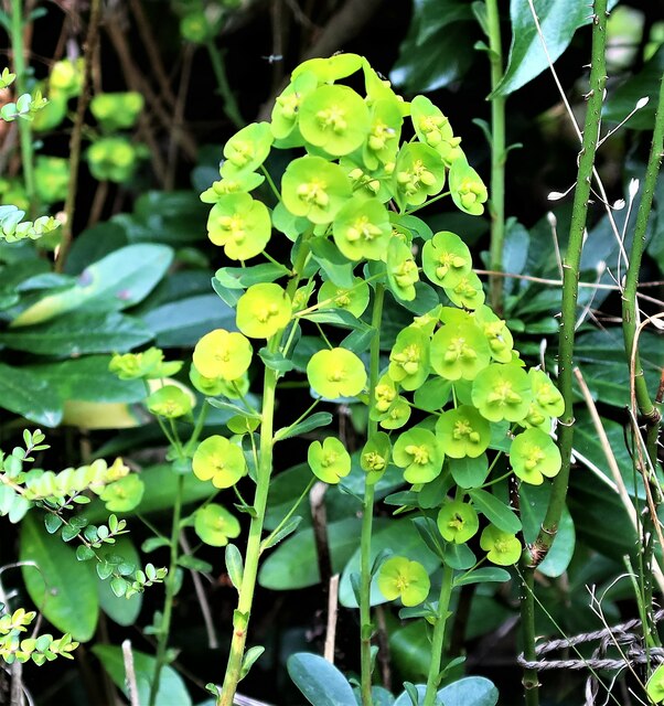 Euphorbia amygdaloides var. robbiae, South View, Churchland Lane