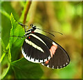 SX7466 : Butterfly, Buckfast Butterfly Farm by Derek Harper