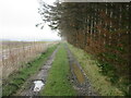 Track to Wood of Luncarty