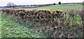 Fields viewed over gorse hedge on west side of road south of Glengarth