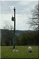 Ewe, lambs and electricity pole