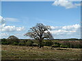 Lonely oak amongst hundreds of stumps