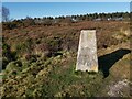 SY1190 : Trig Point on Harpford Common by John P Reeves