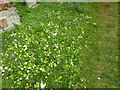 Flowers in the churchyard of the old church at Stanmore