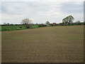 SK7551 : Spring sown crop off Swallow Lane by Jonathan Thacker