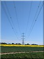 TL7821 : Fields between Tye Green Cressing and old Cressing by David Morgan