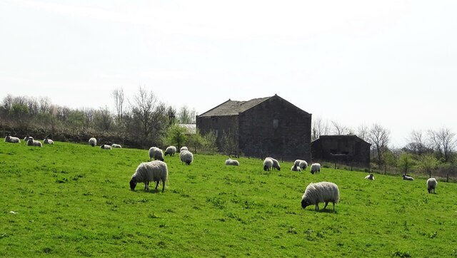 Sheep at pasture