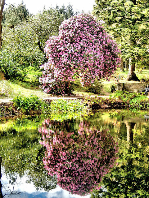Rhododendron Reflection