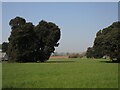 Trees in a field by St Nicholas Way