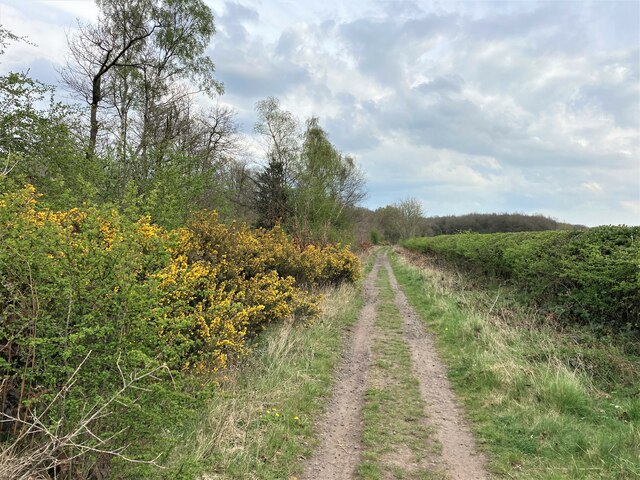 Track and Gorse in Sherwood Forest