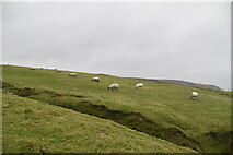 F7039 : Sheep grazing, Erris Head by N Chadwick