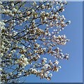 White blossom, blue sky