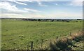 Fields, Low Tranmire Farm