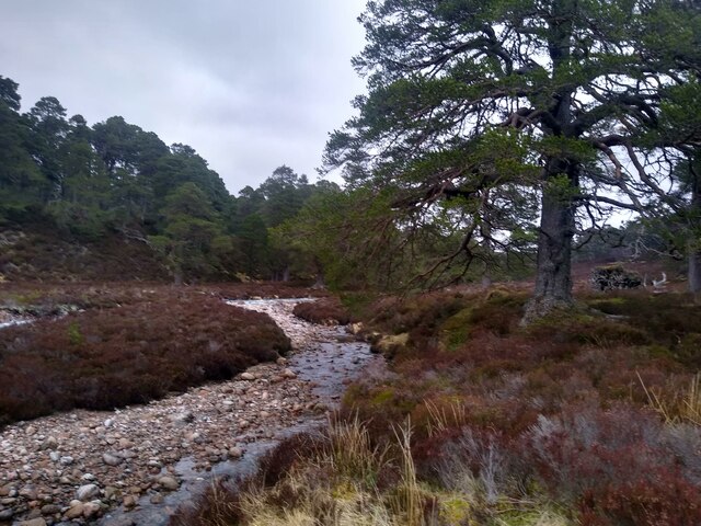 River Quoich in Caledonian forest