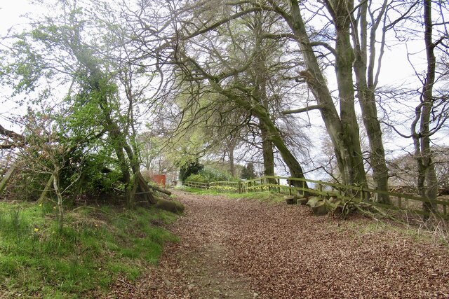 Green Lane Woodlands © Richard Webb Cc By Sa20 Geograph Britain