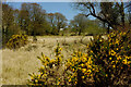 Grassland, Emsworthy