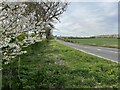 SP6471 : Blossom by the A428 by Philip Jeffrey