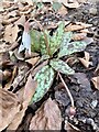 White trout lily