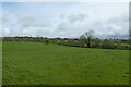 Field north of Spring Lane