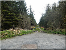 S6475 : Forest Entrance by kevin higgins