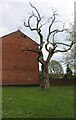 Dead tree on Underhill, Barnet