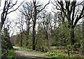 Woodland at Hamsterley Mill