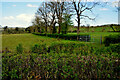 Hedge and trees, Largy